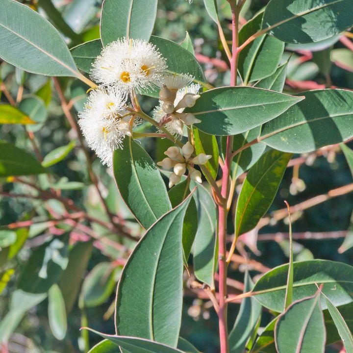 Eucalyptus to Help us Breath & Fight off Colds Herbs Hands Healing