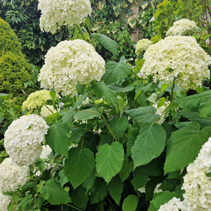 Massiveheaded Hydrangea! Herbs Hands Healing Online Store