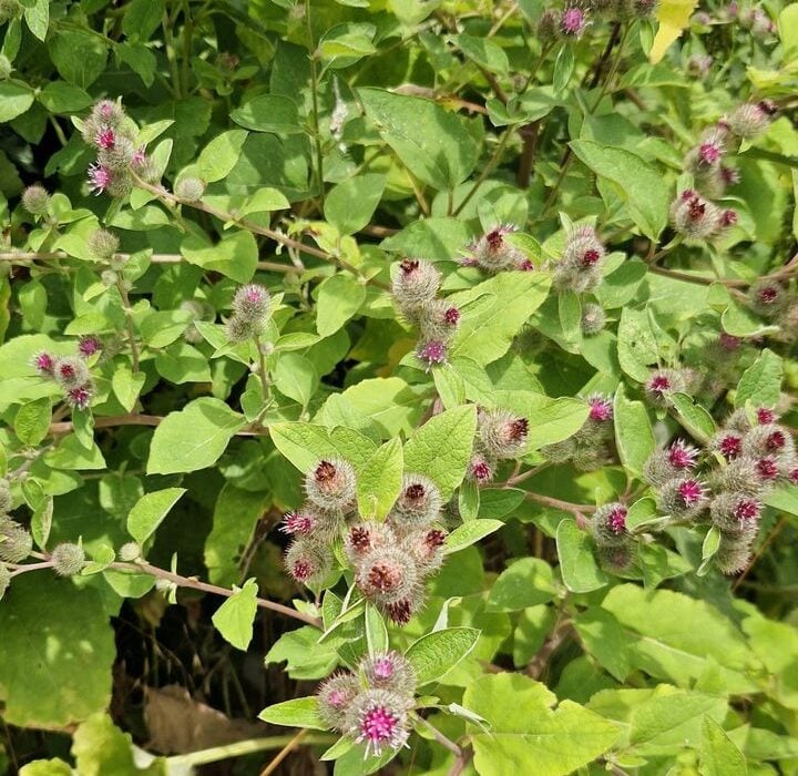 burdock in flower good for liver detoxing