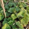 Winter Nettles