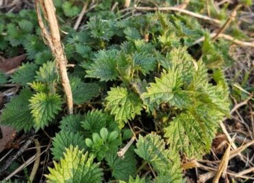 Winter Nettles