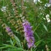 Hormonal Balance with Agnus Castus