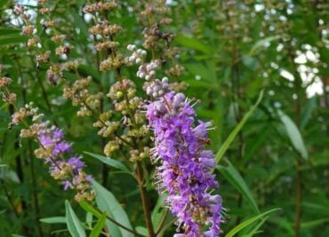 Hormonal Balance with Agnus Castus