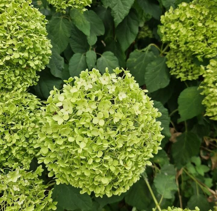Hydrangea arborescens