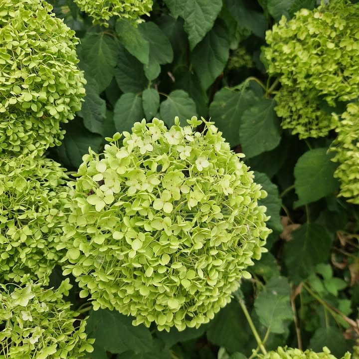 Hydrangea arborescens