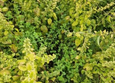 Lemon Balm for Calming Brain Support