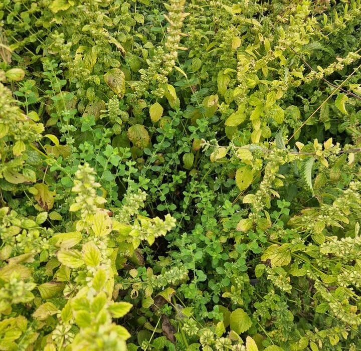 Lemon Balm for Calming Brain Support