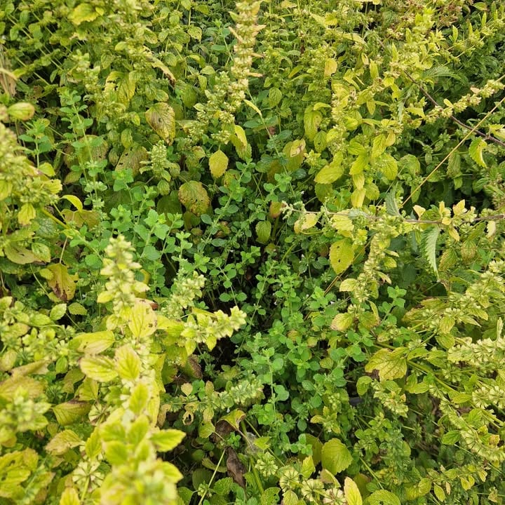 Lemon Balm for Calming Brain Support