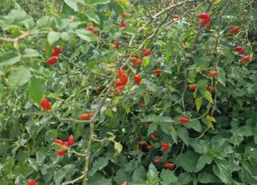 Rosy Rosehips