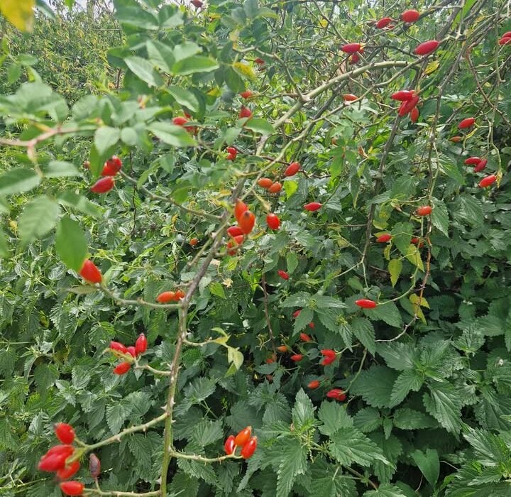 Rosy Rosehips