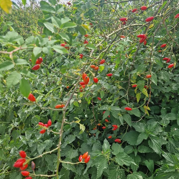 Rosy Rosehips
