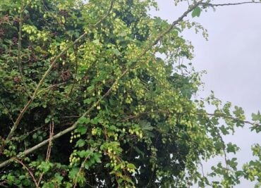Hops Festooning our Hedgerows