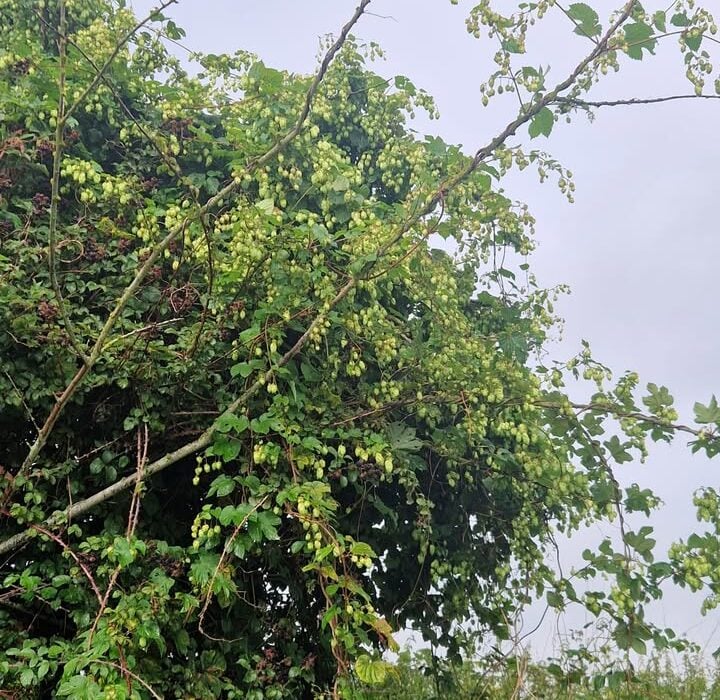 Hops Festooning our Hedgerows