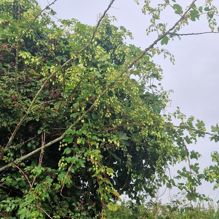 Hops Festooning our Hedgerows