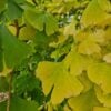 Ginkgo for Brain and Heart Health