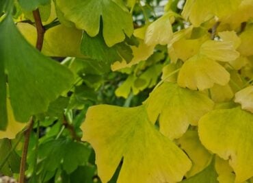 Ginkgo for Brain and Heart Health