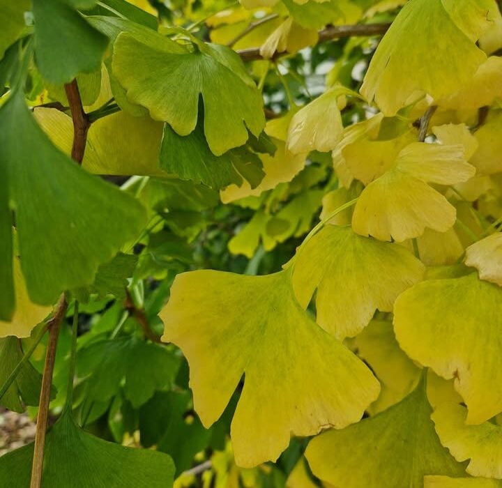 Ginkgo for Brain and Heart Health