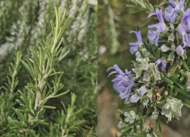 Reduce Inflammation Eat Well Newsletter for Autumn