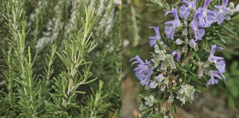 Reduce Inflammation Eat Well Newsletter for Autumn