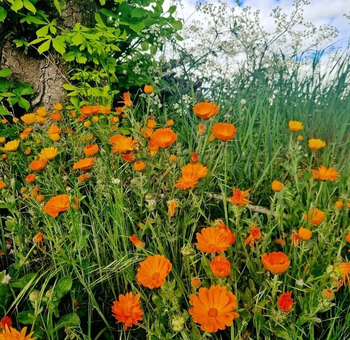 Herbs Hands Healing's Cover Photo for Social Media