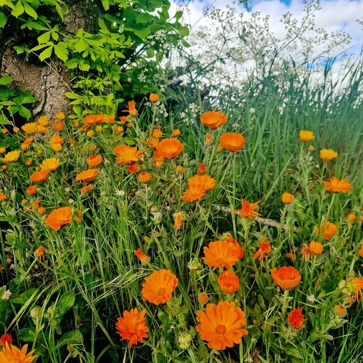 Herbs Hands Healing's Cover Photo for Social Media