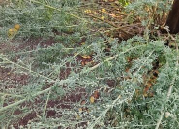 Learn how Walnut and Wormwood for worms can help eliminate parasites effectively and safely with our unique formula.