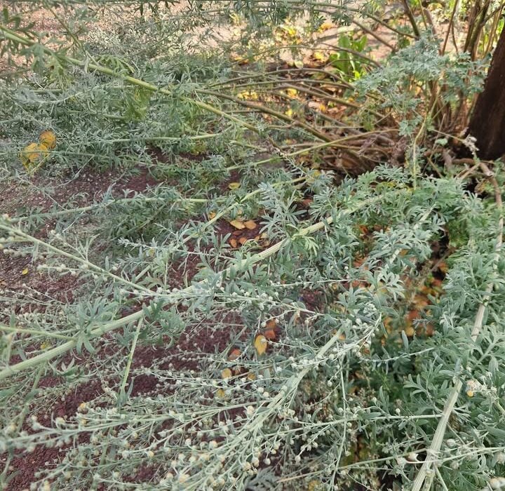 Learn how Walnut and Wormwood for worms can help eliminate parasites effectively and safely with our unique formula.