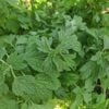 Find out how Motherwort Heart Nerves can help improve your heart health while soothing and renewing your nervous system.