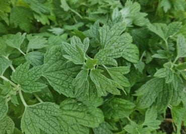 Find out how Motherwort Heart Nerves can help improve your heart health while soothing and renewing your nervous system.