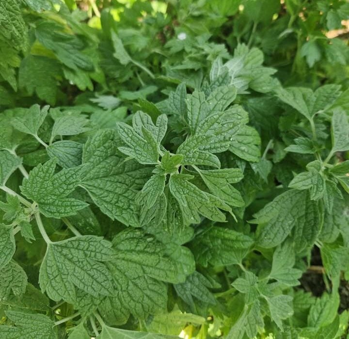 Find out how Motherwort Heart Nerves can help improve your heart health while soothing and renewing your nervous system.