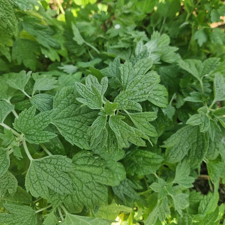 Find out how Motherwort Heart Nerves can help improve your heart health while soothing and renewing your nervous system.