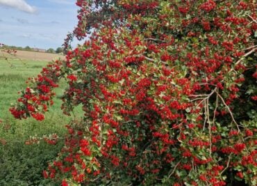 Hawthorn for The Heart