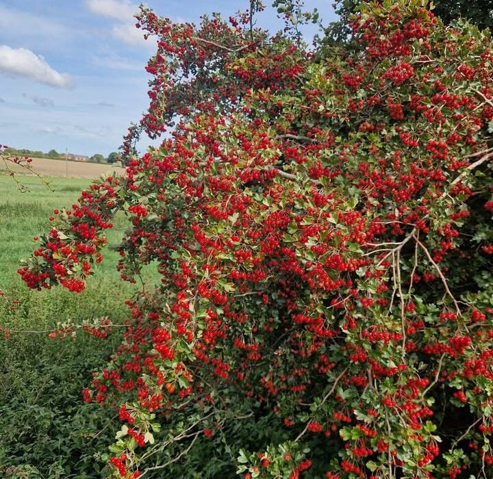 Hawthorn for The Heart