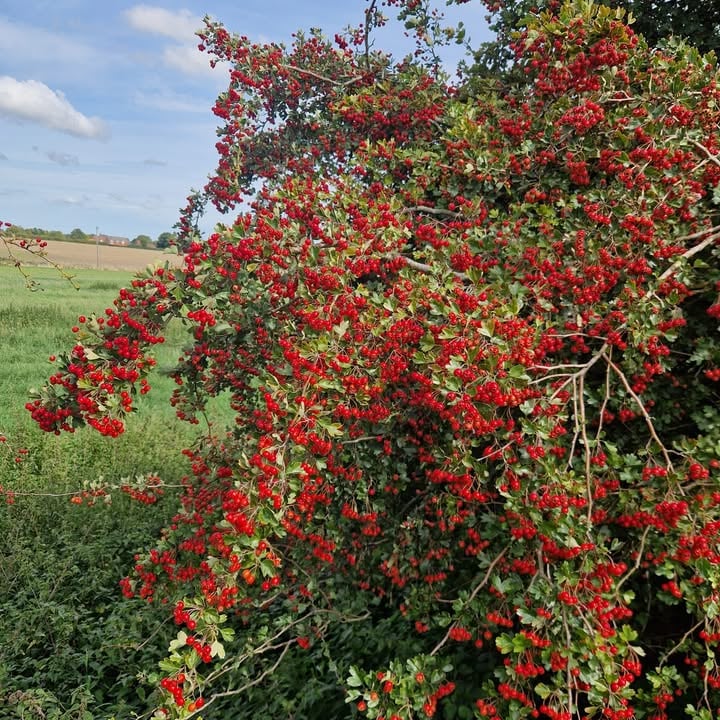 Hawthorn for The Heart