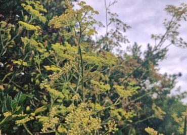 Find out how fennel helps with bloating and stomach pain. Discover its role in promoting gut health and reducing inflammation.