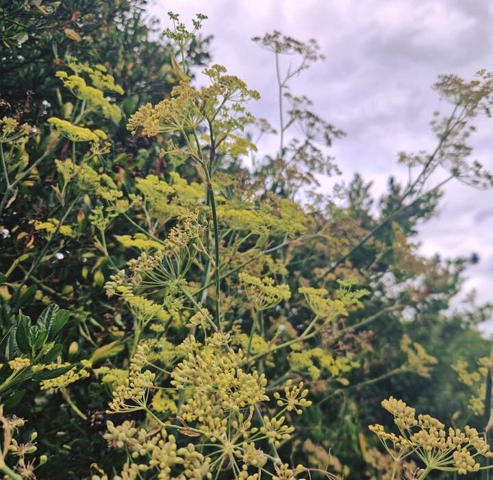 Find out how fennel helps with bloating and stomach pain. Discover its role in promoting gut health and reducing inflammation.