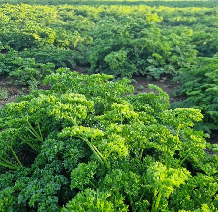 Discover how parsley supports kidney health, helps with cystitis, and benefits prostate function in our latest blog post.