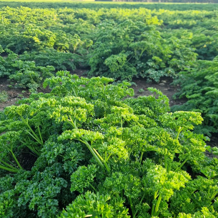 Discover how parsley supports kidney health, helps with cystitis, and benefits prostate function in our latest blog post.