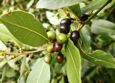 Bay Tree Autumn Fruits