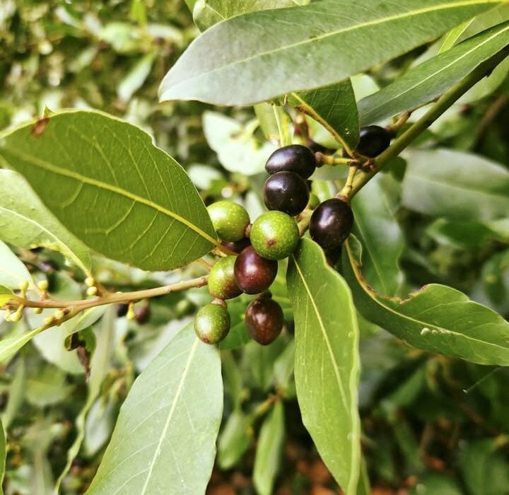 Bay Tree Autumn Fruits
