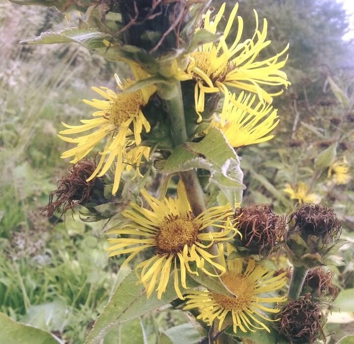 Find out how elecampagne can alleviate respiratory issues and support lung health. A traditional remedy for tough coughs.