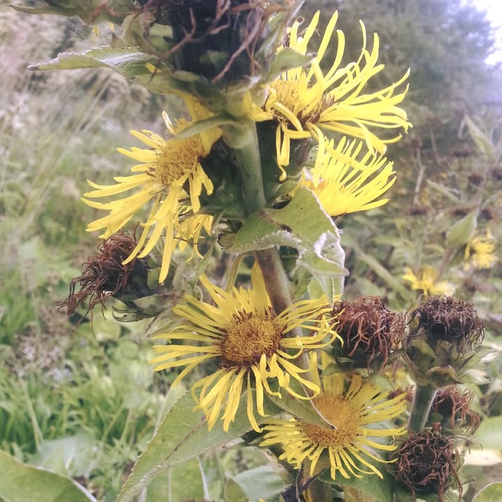 Find out how elecampagne can alleviate respiratory issues and support lung health. A traditional remedy for tough coughs.