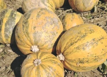 Pumpkins Galore