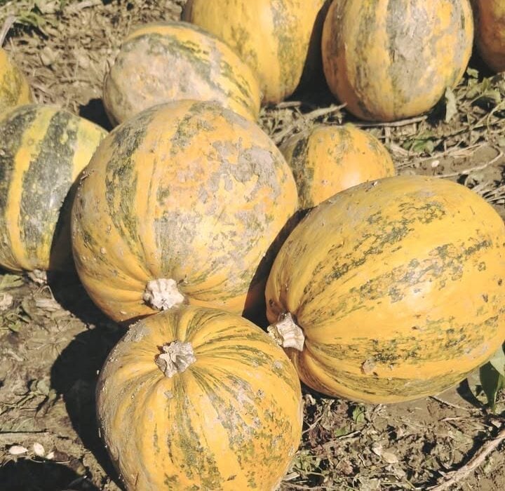 Pumpkins Galore