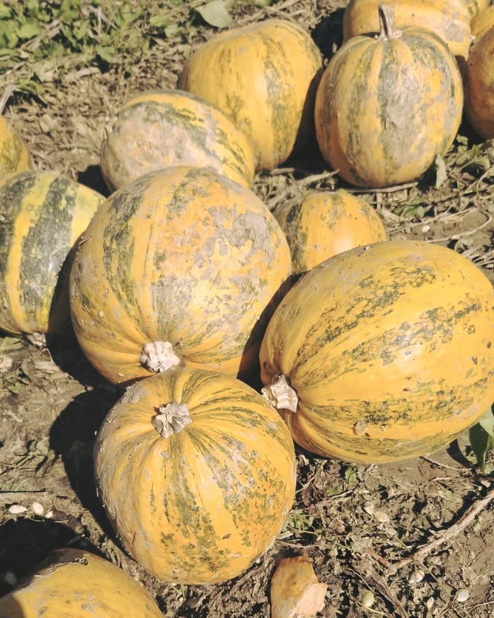 Pumpkins Galore