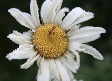 Stress Support, Nerve Restore