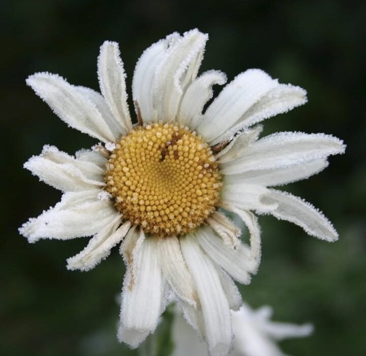 Stress Support, Nerve Restore