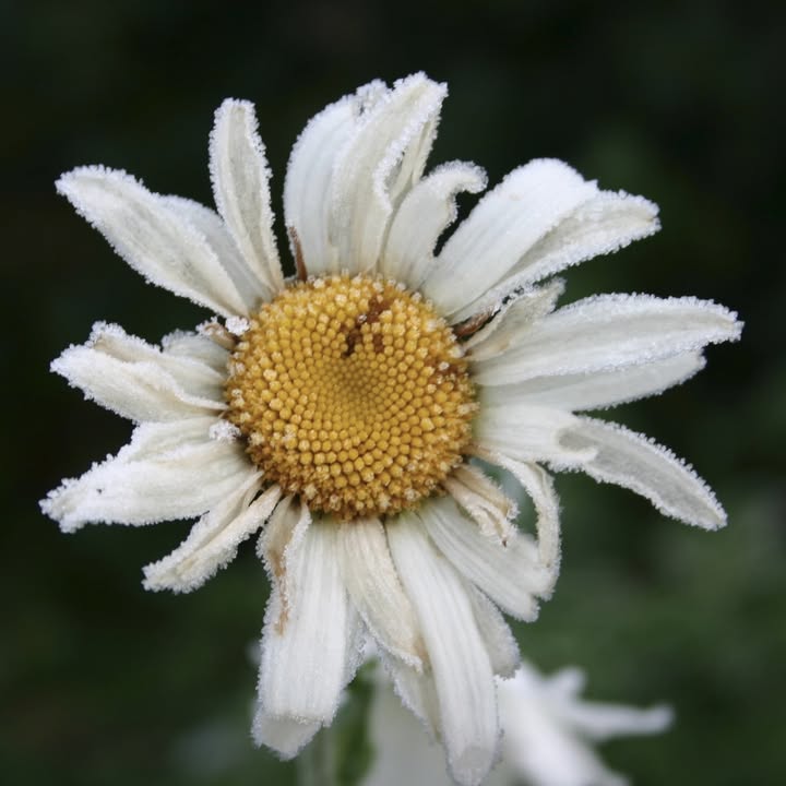 Stress Support, Nerve Restore