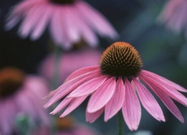 Stay immune vigilant by using echinacea. Strengthen your body’s defenses against colds and harmful viruses this winter.