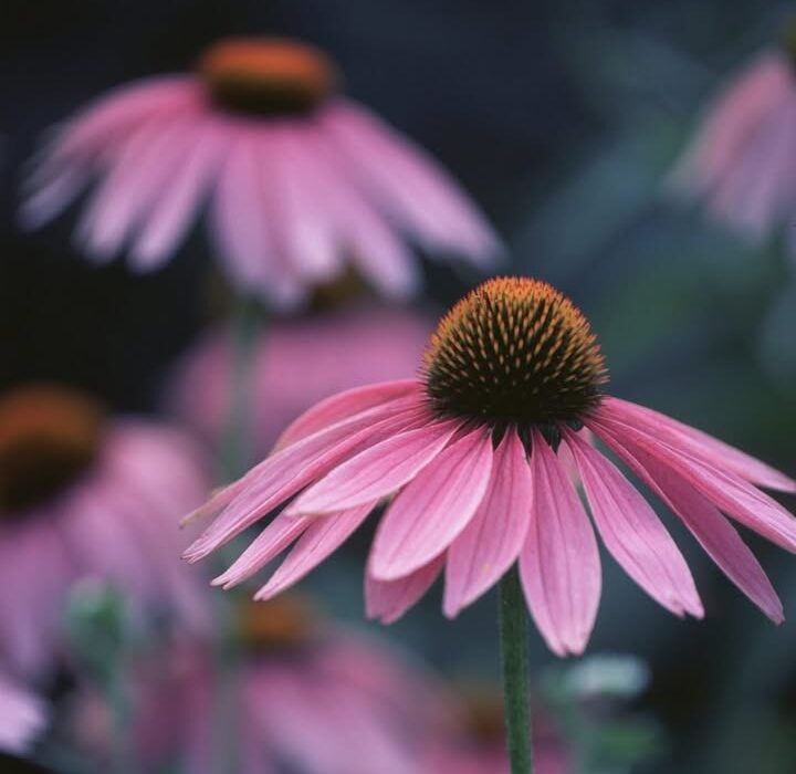 Stay immune vigilant by using echinacea. Strengthen your body’s defenses against colds and harmful viruses this winter.